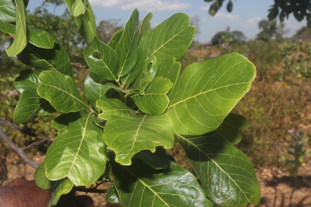 Sapindus trifoliatus L.